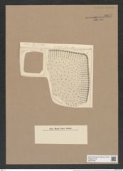 Stictodiscus jeremianus (A. Schm.) Castr. (de-Toni-Nr.: Genus 205, Species 5260) Zeichnungen Sammlung Grunow Nr. 9053 (NHMW-BOT-W0378789)